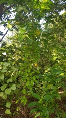 Parsonsia alboflavescens