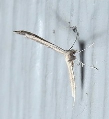 Lioptilodes albistriolatus