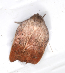 Tortricopsis pyroptis