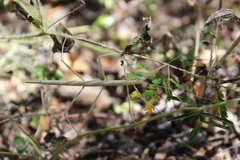 Dubiophasma longicarinatum