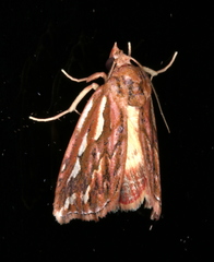 Meyrickella torquesauria