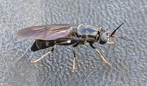 Unknown species found near Elizabethton, TN, USA