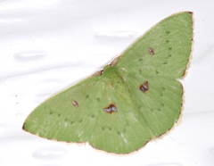 Comostola leucomerata