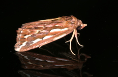 Meyrickella torquesauria