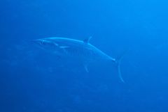 Scomberomorus commerson