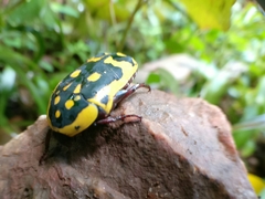 Pachnoda fissipunctum