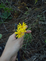 Senecio stoechadiformis