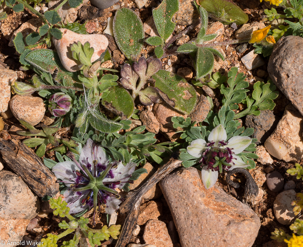 Fumitory-leaved Love-in-a-Mist