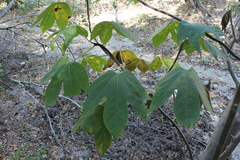Gyrocarpus mocinoi