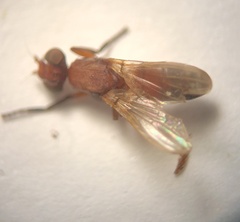 Zacompsia fulva