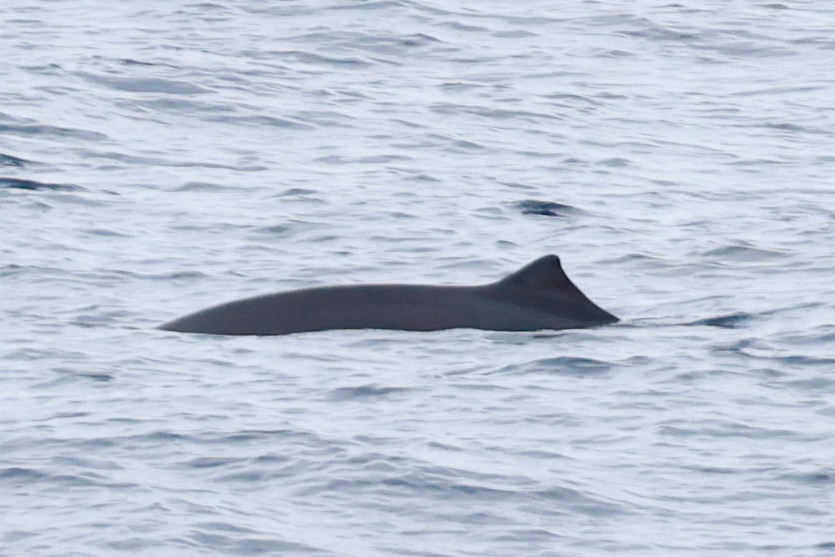Mesoplodon peruvianus
