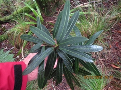 Pseudopanax linearis