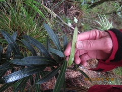 Pseudopanax linearis