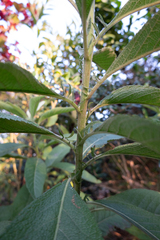 Blumea balsamifera