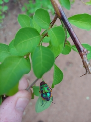 Calidea dregii