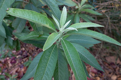 Blumea balsamifera