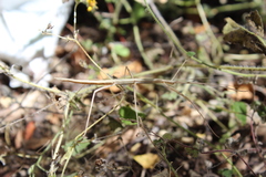 Dubiophasma longicarinatum