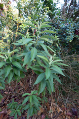 Blumea balsamifera