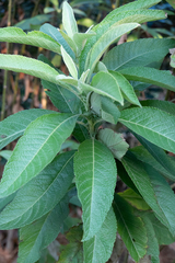 Blumea balsamifera