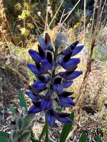 Inyo meadow lupine (Lupinus pratensis)