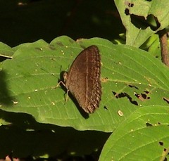 Mycalesis janardana