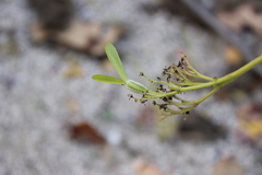 Gyrocarpus mocinoi
