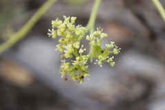Gyrocarpus mocinoi