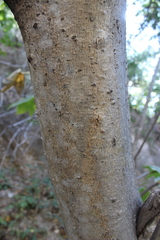Gyrocarpus mocinoi