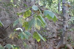 Gyrocarpus mocinoi