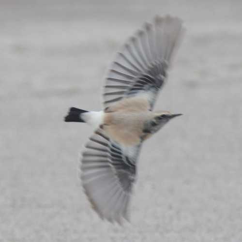 Desert Wheatear, photo 4 of 10