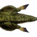 Peces Murciélago - Photo Creator:Francis de Laporte de Castelnau, sin restricciones conocidas de derechos (dominio público)