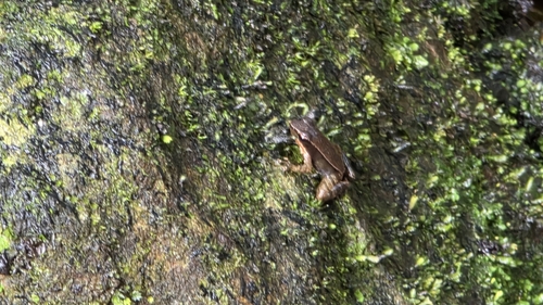 Bronze frog, Hylarana temporalis