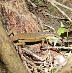 Eutropis rudis