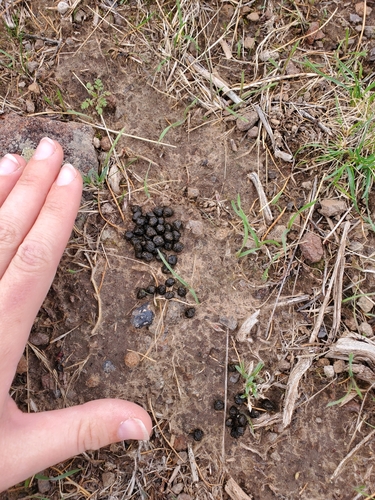 Pygmy Rabbit observed by melieraxbrock