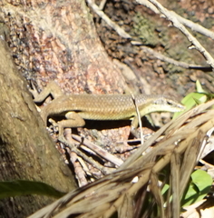 Eutropis rudis