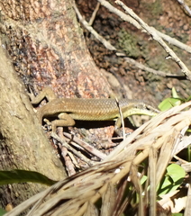 Eutropis rudis