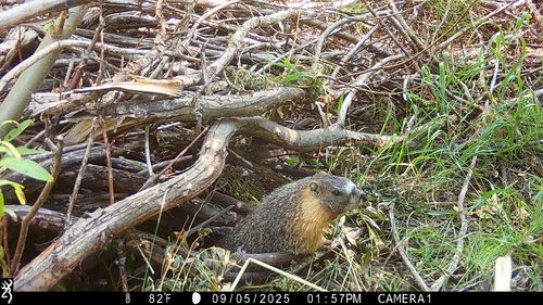 iNaturalist observation photo of Yellow-bellied Marmot
