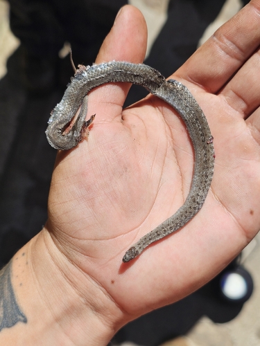 Mexican Brown Snake