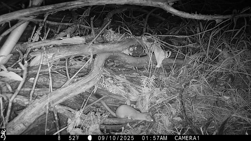 iNaturalist observation photo of Long-tailed Weasel