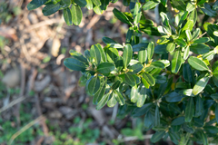 Buxus sinica