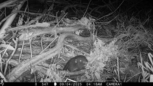 iNaturalist observation photo of Mountain Beaver