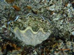 Tridacna derasa