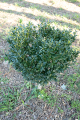 Buxus sinica