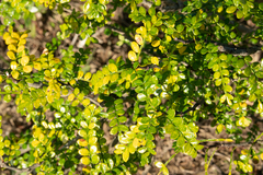 Zanthoxylum beecheyanum