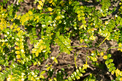 Zanthoxylum beecheyanum