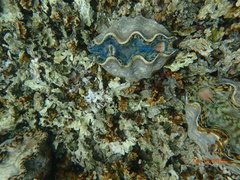 Tridacna derasa