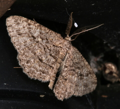 Zermizinga sinuata