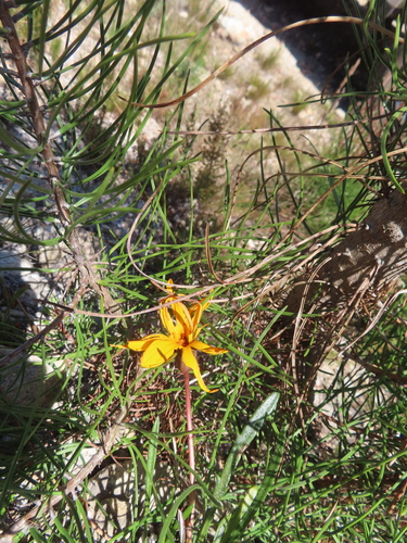 Sticky Gazania (Gazania serrata)
