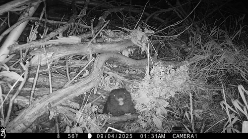 iNaturalist observation photo of Mountain Beaver
