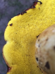 Aureoboletus citriniporus